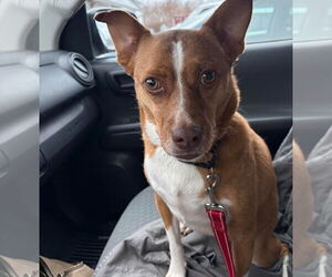 Dior - Female Shiba Inu-Unknown Mix Dog for Adoption - Photo #10