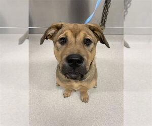 German Shepherd Dog-Unknown Mix Dogs for adoption in Fairbanks, AK, USA