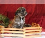 Small Photo #9 Aussiedoodle Miniature  Puppy For Sale in MENDON, MI, USA