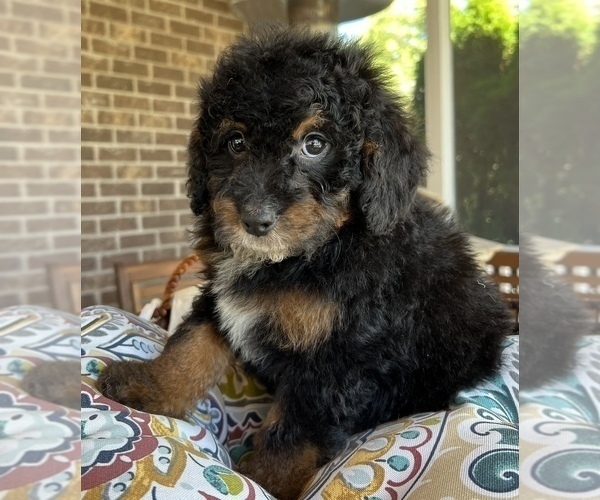 Medium Photo #3 Bernedoodle (Miniature) Puppy For Sale in NOBLESVILLE, IN, USA