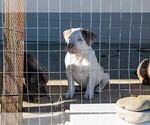Small Photo #2 American Bully Puppy For Sale in ELLENSBURG, WA, USA