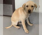 Small Labrador Retriever Mix