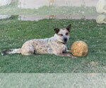 Small #3 Mutt