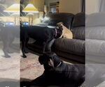 Small #5 Mastiff