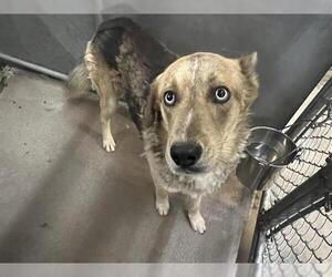 German Shepherd Dog Dogs for adoption in HESPERIA, CA, USA