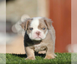Small English Bulldog