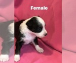 Puppy Puppy 5 Miniature Australian Shepherd