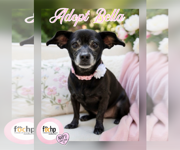 Medium Photo #1 Dachshund Puppy For Sale in Menifee, CA, USA