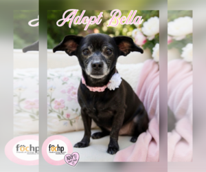 Dachshund Dogs for adoption in Menifee, CA, USA