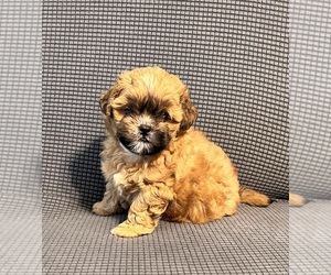 Poodle (Standard)-Shih Tzu Mix Puppy for sale in PARTRIDGE, KS, USA