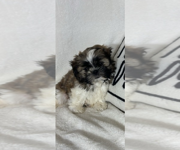 Medium Photo #3 Shih Tzu Puppy For Sale in GREENFIELD, IN, USA