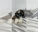 Small #2 Shih Tzu