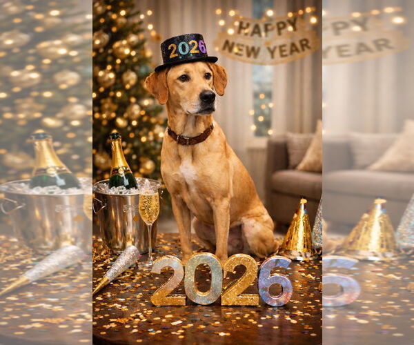 Medium Photo #1 Great Dane Puppy For Sale in Westminster, MD, USA