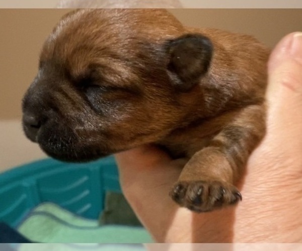 Medium Photo #48 Poocan Puppy For Sale in FAIR OAKS, CA, USA