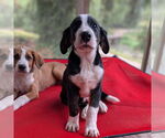 Small #2 Bernese Mountain Dog Mix