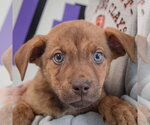 Small #4 Catahoula Leopard Dog-Labrador Retriever Mix