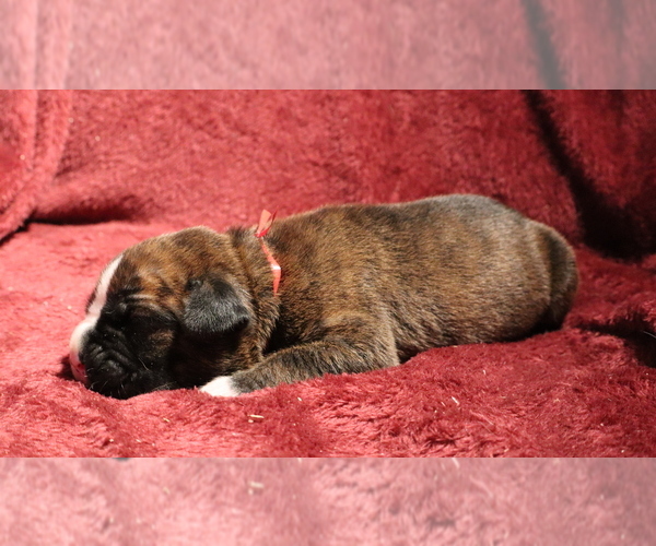 Medium Photo #1 Boxer Puppy For Sale in HOPKINS, MI, USA