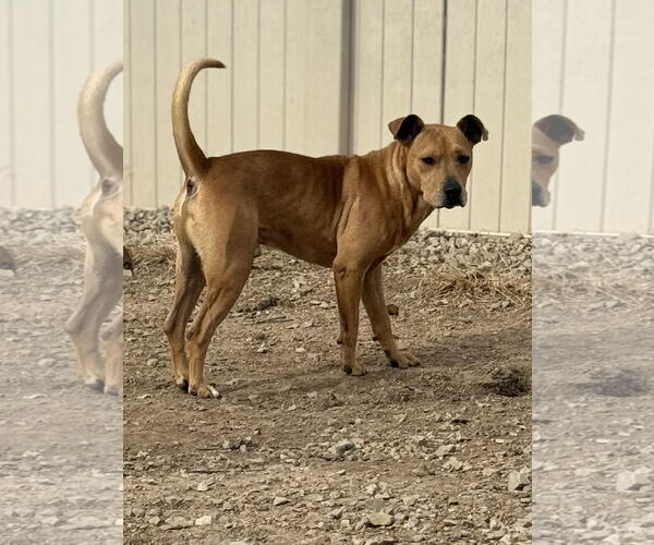 Medium Photo #7 Labrador Retriever-Unknown Mix Puppy For Sale in Corning, AR, USA