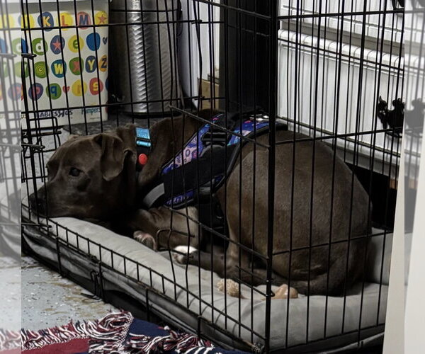 Medium Photo #17 American Pit Bull Terrier-Labrador Retriever Mix Puppy For Sale in Holly Springs, NC, USA