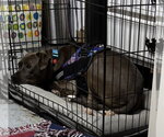 Small #16 American Pit Bull Terrier-Labrador Retriever Mix