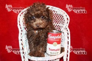 Medium Photo #13 Poodle (Toy) Puppy For Sale in SANGER, TX, USA