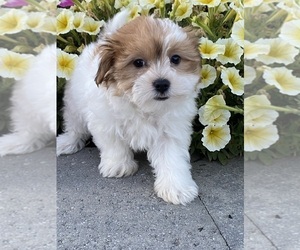 Havanese Puppy for sale in CANOGA, NY, USA