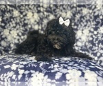 Small #8 ShihPoo