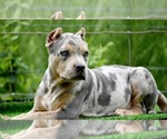 Small Photo #19 American Bully Puppy For Sale in CLEVELAND, GA, USA