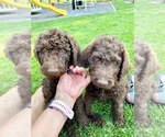 Small #3 Labradoodle-Poodle (Standard) Mix