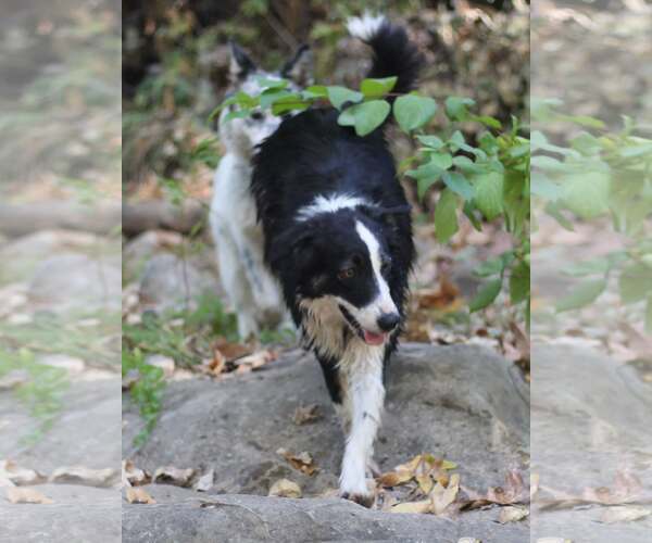 Medium Photo #2 Border Collie Puppy For Sale in Paso Robles, CA, USA