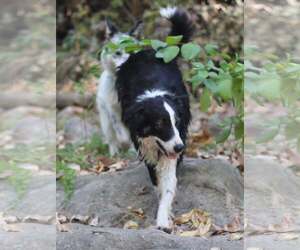 Shayla - Female Border Collie Dog for Adoption - Photo #2
