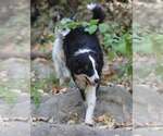 Small Photo #2 Border Collie Puppy For Sale in Paso Robles, CA, USA