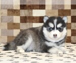 Small #1 Pomsky