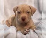 Small #2 Labrador Retriever Mix