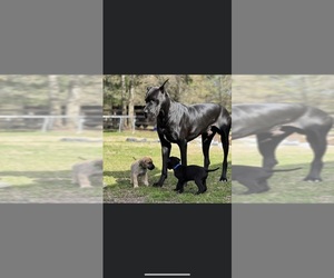 Great Dane Puppy for sale in CONROE, TX, USA