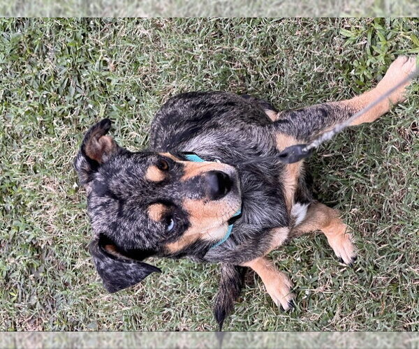 Medium Photo #1 Dachshund-Unknown Mix Puppy For Sale in Rocky Mount, NC, USA