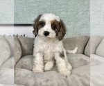 Small #2 Cavapoo
