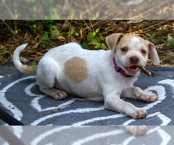 Medium Photo #10 Chihuahua-Unknown Mix Puppy For Sale in Boonton, NJ, USA
