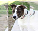 Small #3 American Pit Bull Terrier Mix