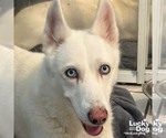 Small Huskies  Mix