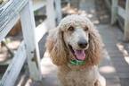Small Photo #1 Labradoodle Puppy For Sale in TINGLEY, IA, USA