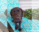 Small Photo #3 Labrador Retriever Puppy For Sale in BURNSVILLE, NC, USA
