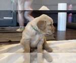 Small #4 Golden Retriever