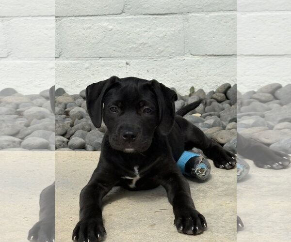 Medium Photo #4 Labrador Retriever-Unknown Mix Puppy For Sale in San Diego, CA, USA
