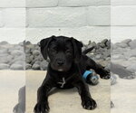 Small #3 Labrador Retriever Mix