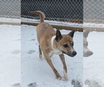 Small #2 American Pit Bull Terrier Mix