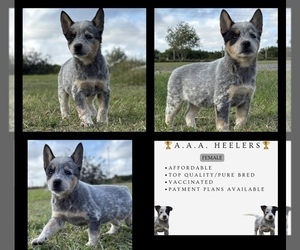 Australian Cattle Dog Puppy for sale in ZOLFO SPRINGS, FL, USA