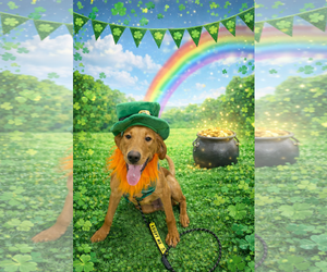 Labrador Retriever-Unknown Mix Dogs for adoption in Jackson Township, NJ, USA