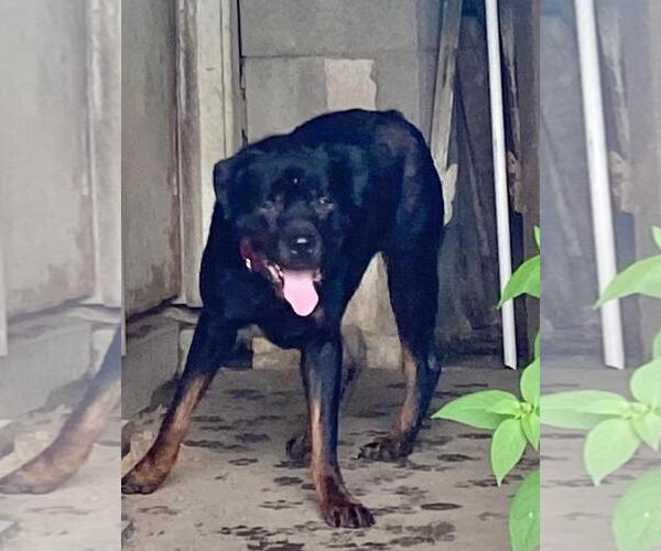 Medium Photo #3 Rottweiler Puppy For Sale in Rootstown, OH, USA