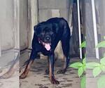Small Photo #3 Rottweiler Puppy For Sale in Rootstown, OH, USA